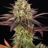 apple-fritter