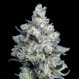 apples-diamonds-cola