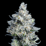 apples-diamonds-cola