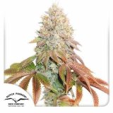 auto-banana-blaze-dutch-passion-seed-company_1_1.jpg