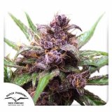 auto-blackberry-kush-dutch-passion-seed-company_1.jpg