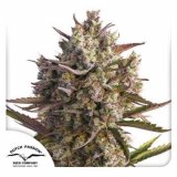 auto-blueberry-dutch-passion-seed-company_2.jpg