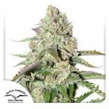 auto-colorado-cookies-dutch-passion-seed-company_1_1.jpg