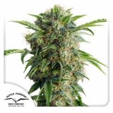 auto-daiquiri-lime-dutch-passion-seed-company_1_3.jpg