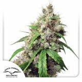 auto-euforia-dutch-passion-seed-company_1_3.jpg
