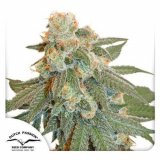 auto-orange-bud-dutch-passion-seed-company_1_3.jpg