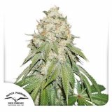 banana-blaze-dutch-passion-seed-company_3.jpg
