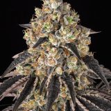 black-cherry-gushers