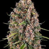 blue-cheese
