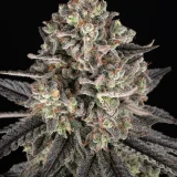 blue-dream
