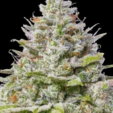 blue-gelato-41