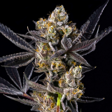 blue-lotus-s1-cola