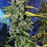blue_dream_haze-1.jpg