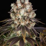 bruce-banner