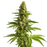 bruce_banner_3.webp
