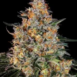 bubba-kush