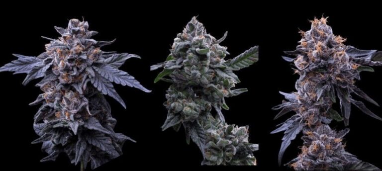 buds and roses nugs