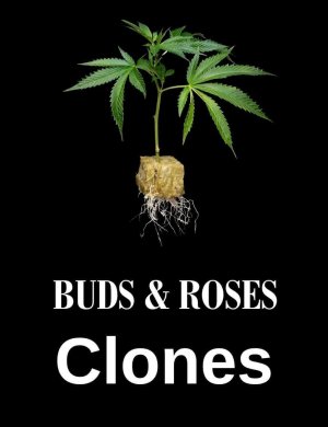 buds & roses clones image