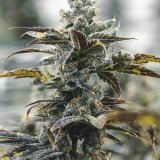 buy-premium-feminized-cannabis-Strawberry-Cough-Auto.jpg