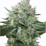 buy-premium-feminized-cannabis-Super-Boof-Seeds.jpg