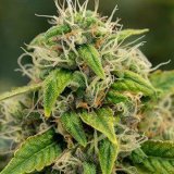 buy-premium-feminized-cannabis-Super-Sour-Diesel.jpg