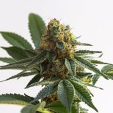 buy-premium-feminized-cannabis-alaska-thunderfuck.jpg