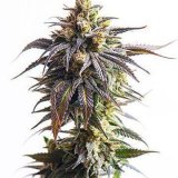 buy-premium-quality-seeds-wite-widow-auto.jpg