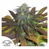 californian-orange-dutch-passion-seed-company_1_1.jpg