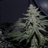 caps-crunch-scaled-1.jpg