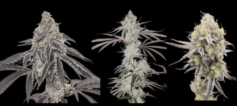 Origin Seed Company Seeds nugs