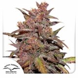 cbd-auto-blackberry-kush-dutch-passion-seed-company_1_3.jpg