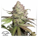 cbd-auto-charlottes-angel-dutch-passion-seed-company_1_3.jpg