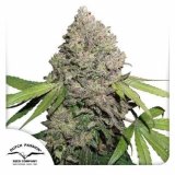 cbd-charlottes-angel-dutch-passion-seed-company_1_1.jpg