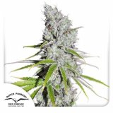 cbd-skunk-haze-dutch-passion-seed-company_1_1.jpg