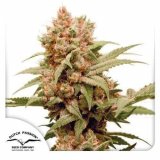 cbg-force-dutch-passion-seed-company_1_1.jpg