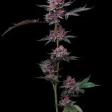 cherry-poppers