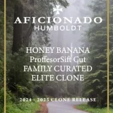 Honey Banana cannabis clone showcasing dense resinous buds with a sweet banana terpene profile.