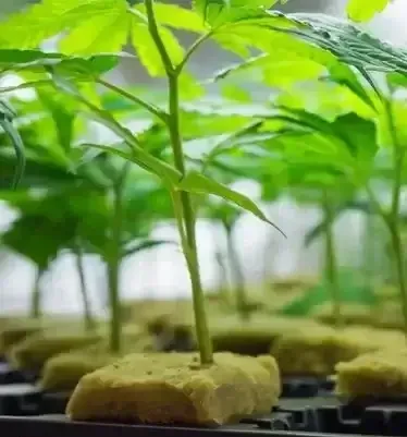 Close-up view of young cannabis clones rooted in rockwool cubes, highlighting the fresh green leaves and healthy root development.