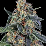 __cookies-kush_circle_new_21_548304