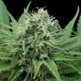 g13-raw-diesel_600x600