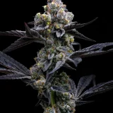 garlic-cookies