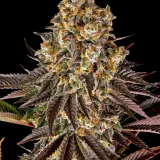 __gelato-45_circle_new_21_548127