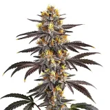 gelato.webp