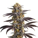 gelato_auto.webp