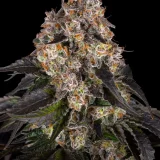 girl-scout-cookies