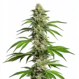 girl_scout_cookies_autoflower.webp