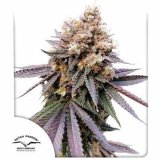 gmo-fast-dutch_passion_800x800_1_1.jpg