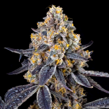 golden-ticket-cola