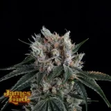 gorilla-z-gelato-autoflower-cannabis-seeds.webp