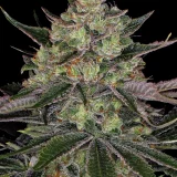 gorilla-zkittlez